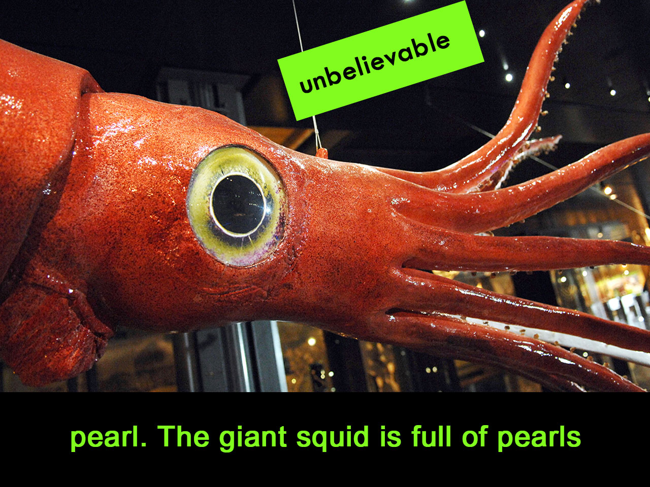 pearl. The giant squid is full of pearls